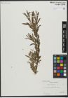 Foto von Salix viminalis L.